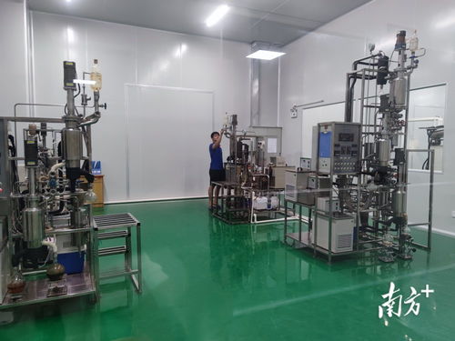 电白沉香树要 种 出百亿大产业 电白香 飘天下